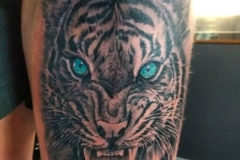 Blue Eyed Tiger Tattoo